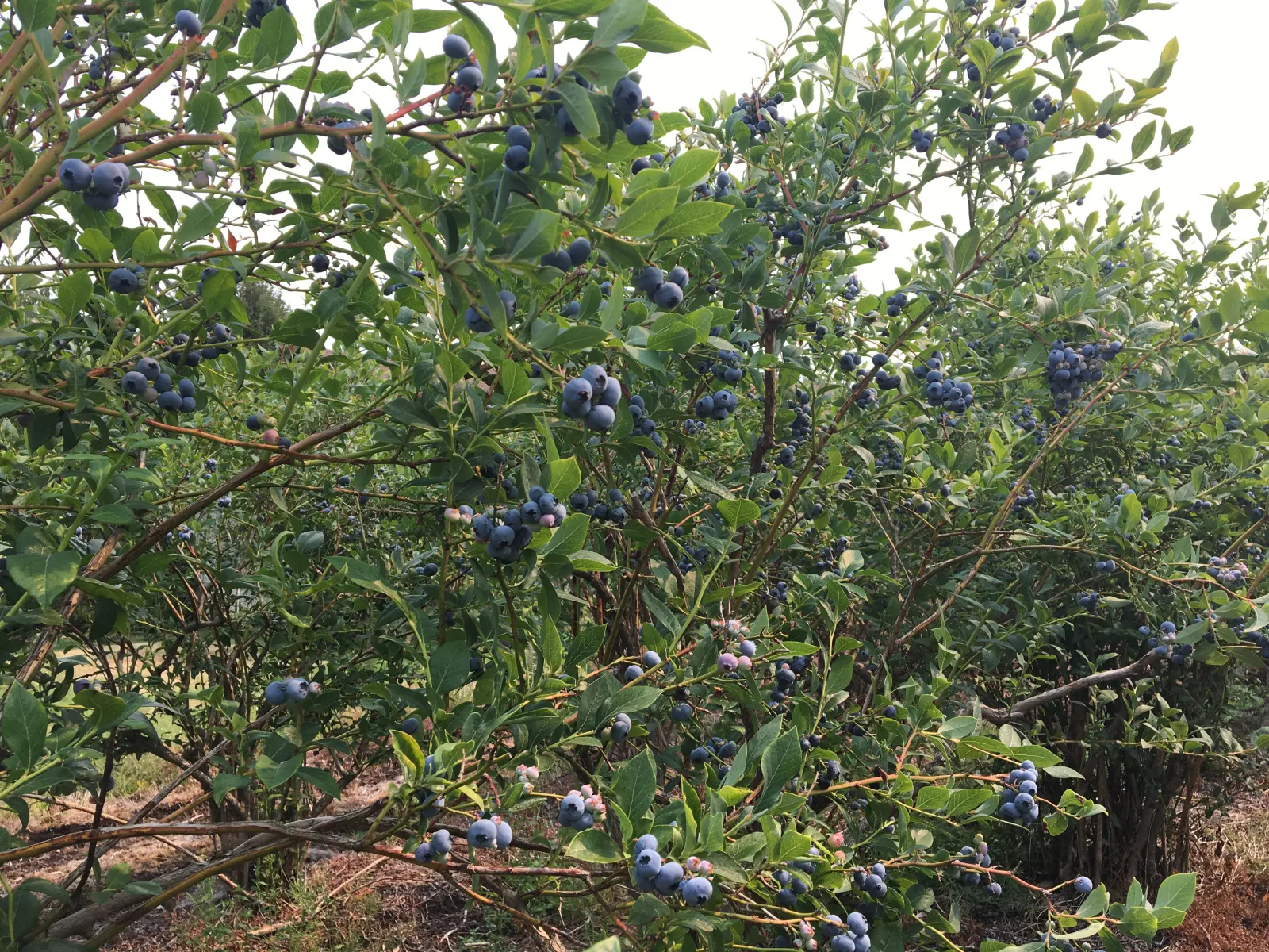 溫哥華之旅 採藍莓-Day 6照片 3