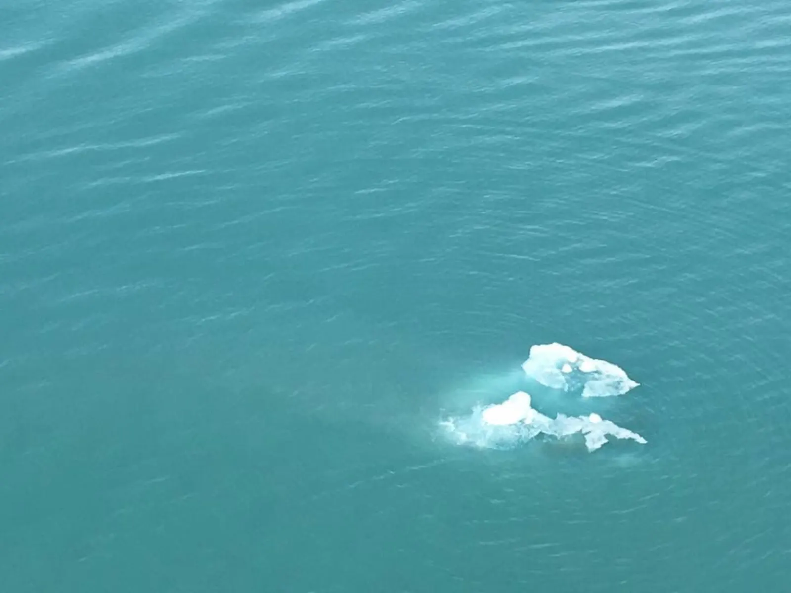 「遊輪」阿拉斯加 Hubbard Glacier -Day 4照片 4