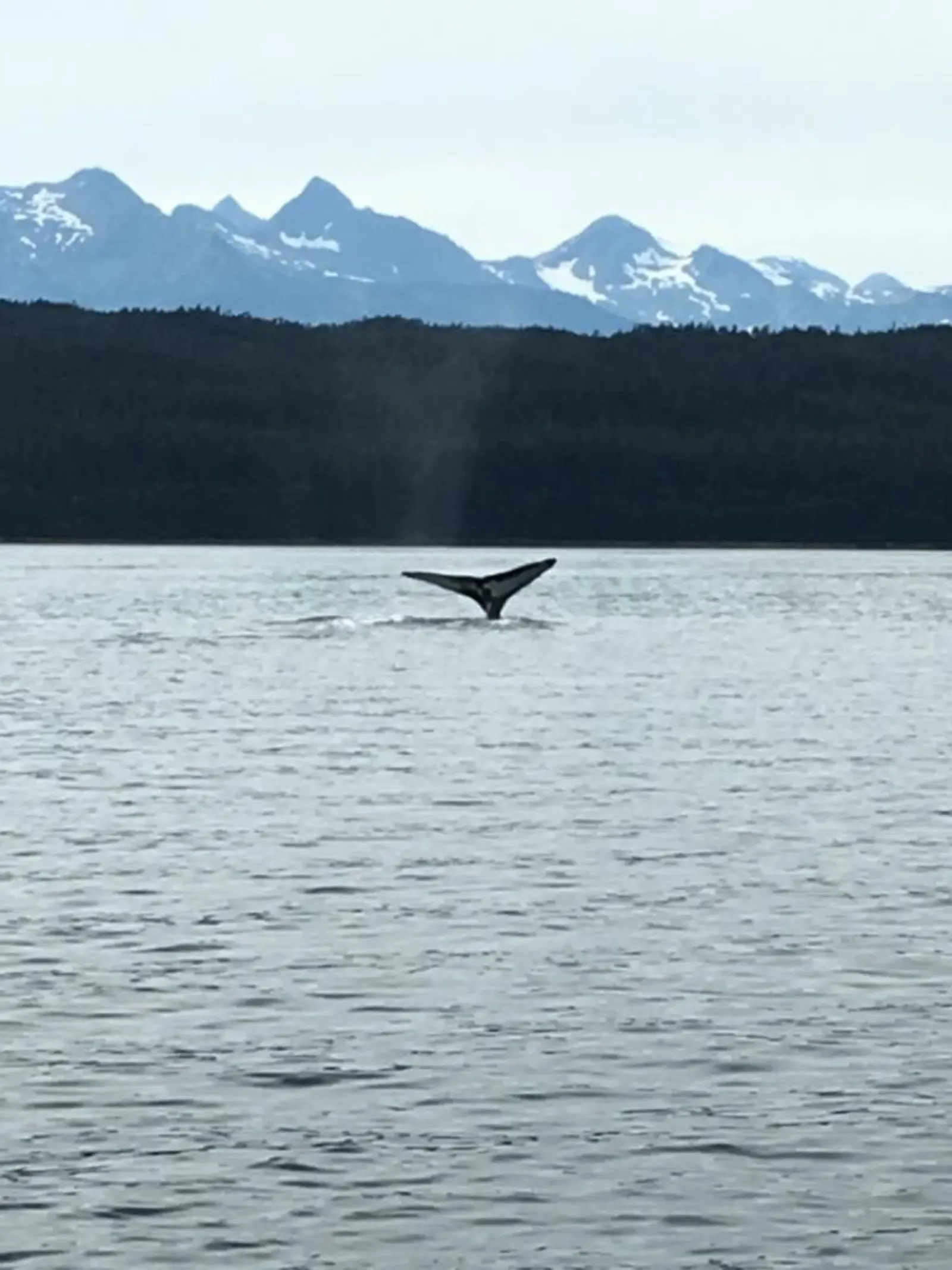 「遊輪」阿拉斯加 首都 Juneau-Day 5照片 27