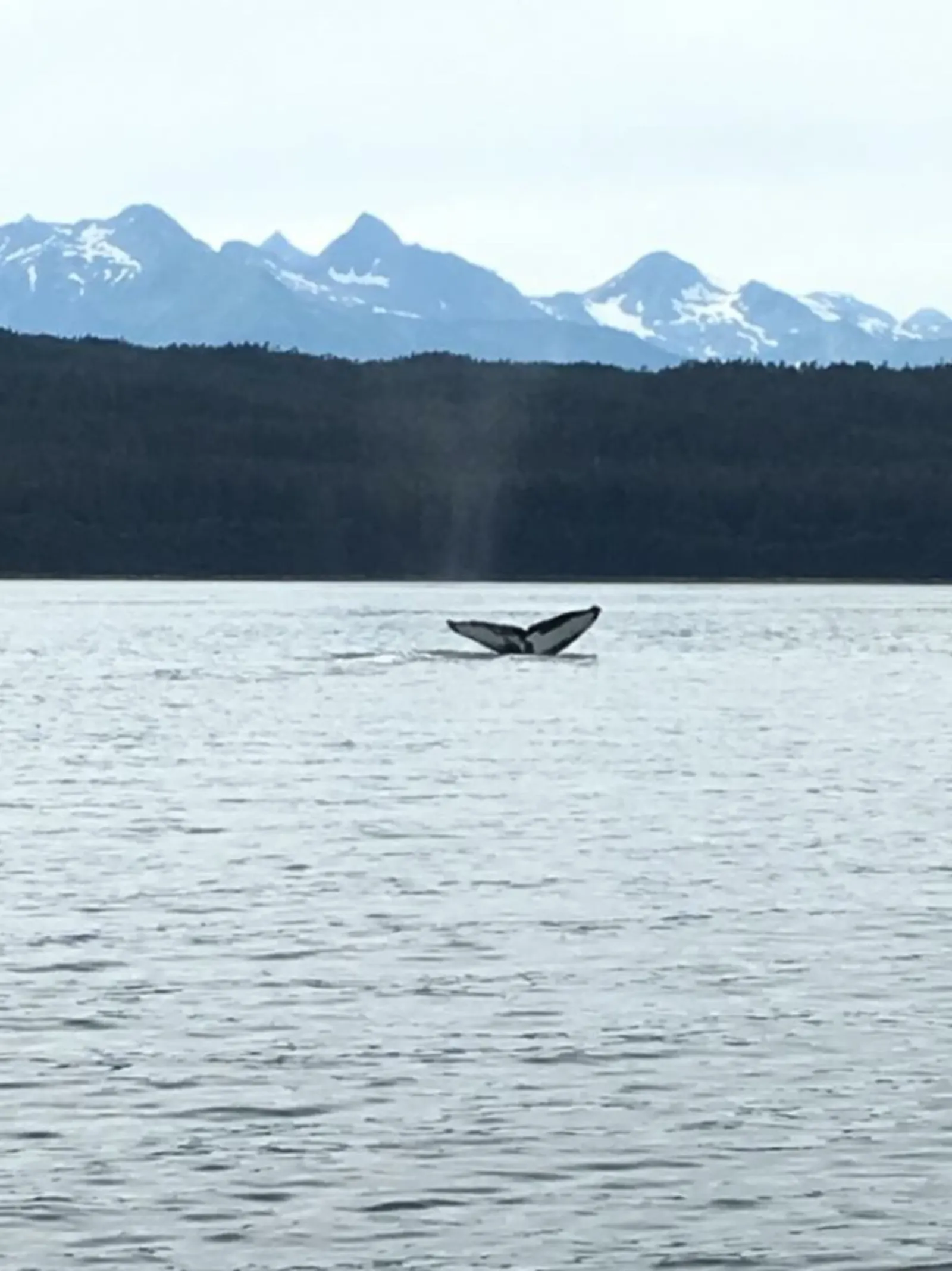 「遊輪」阿拉斯加 首都 Juneau-Day 5照片 28