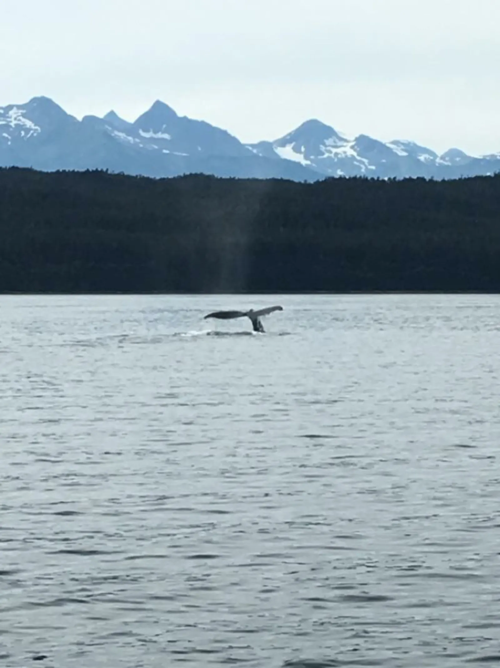 「遊輪」阿拉斯加 首都 Juneau-Day 5照片 29