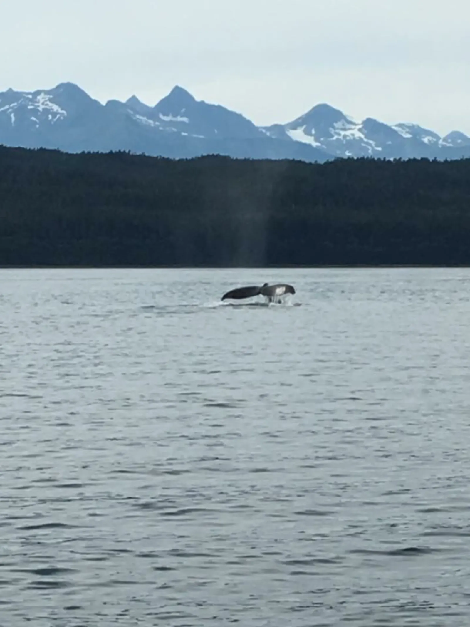 「遊輪」阿拉斯加 首都 Juneau-Day 5照片 30