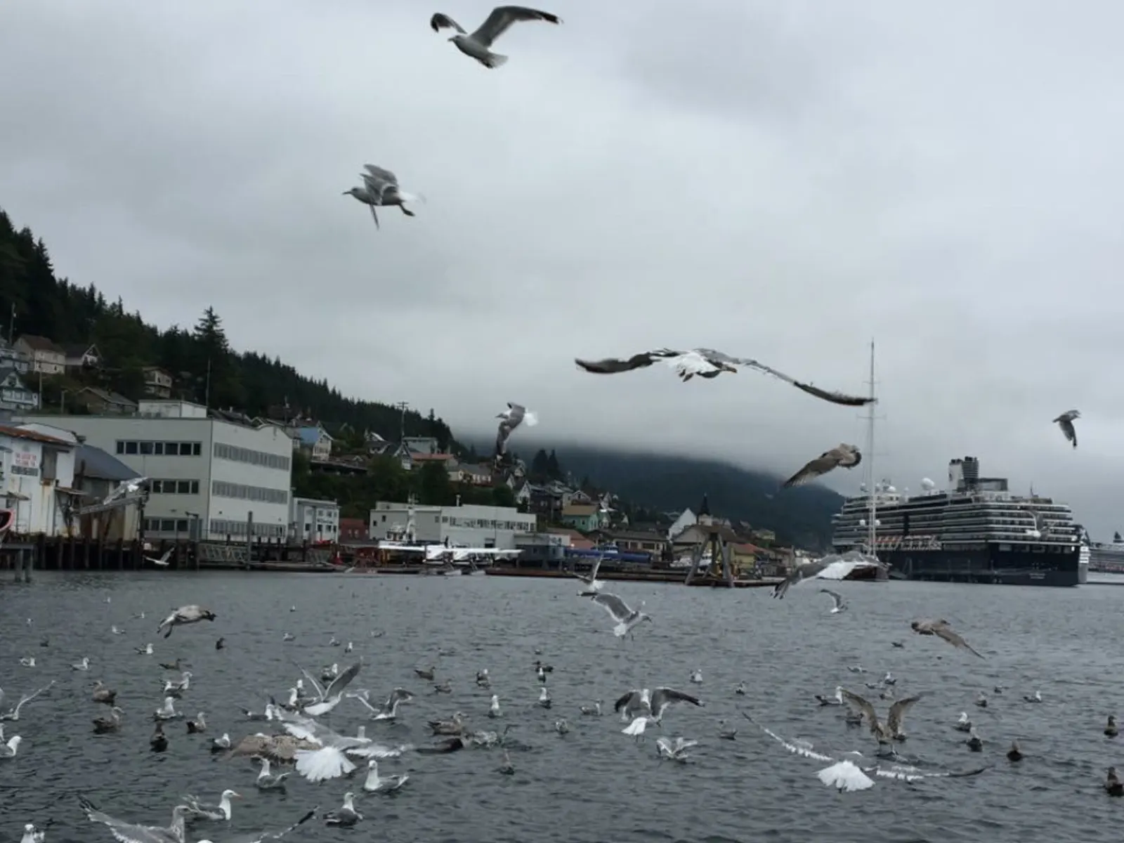「遊輪」阿拉斯加 Ketchikan-Day 6照片 10