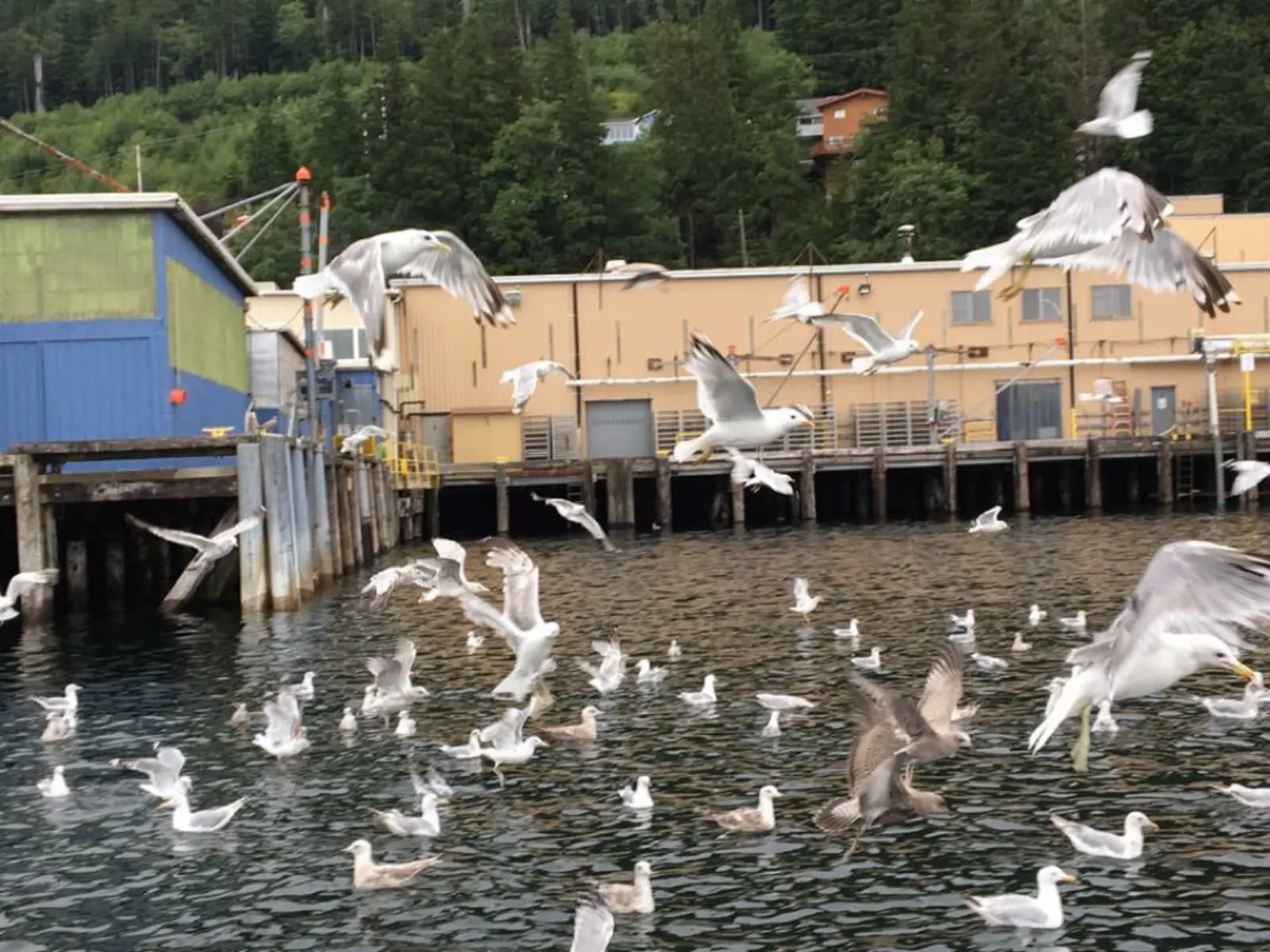 「遊輪」阿拉斯加 Ketchikan-Day 6照片 11